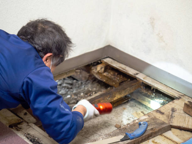 Best Professional Mold Removal  in Sergeant Bluff, IA