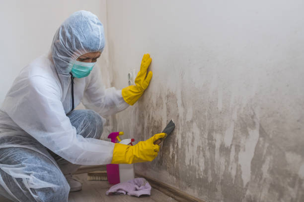 Best Commercial Mold Removal  in Sergeant Bluff, IA