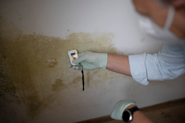 Best Home Mold Removal  in Sergeant Bluff, IA